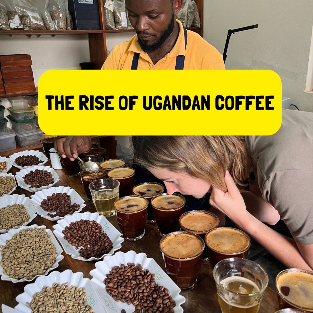 uganda coffee production