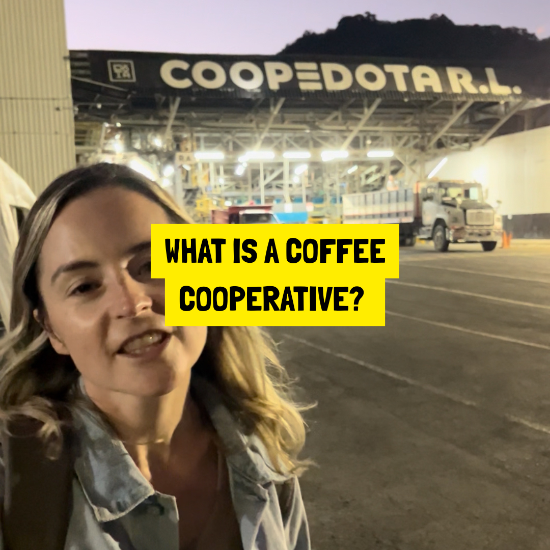 What Is a Coffee Cooperative? A Complete Guide to How Co-ops Work in Coffee