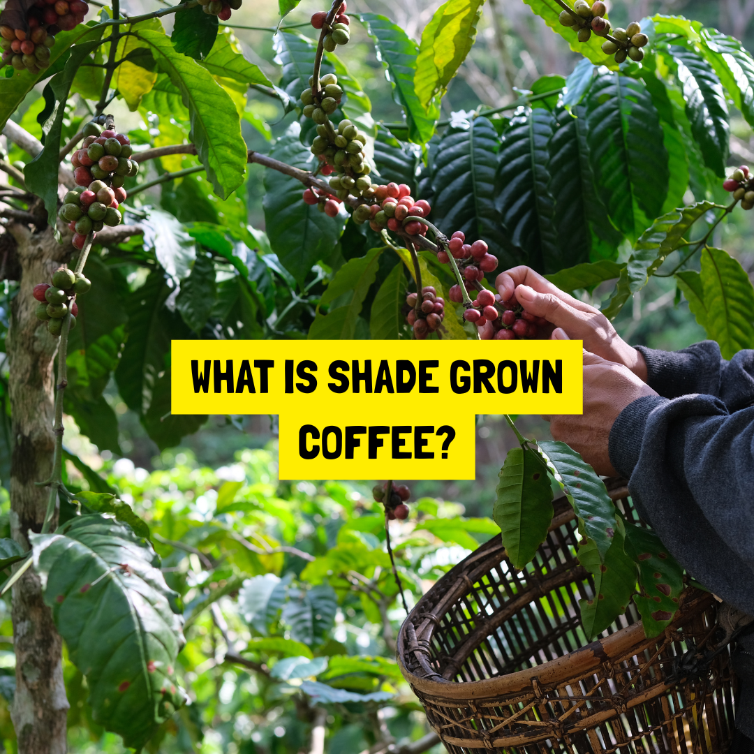 What Is Shade-Grown Coffee? The Sustainable Brew You Need to Know About