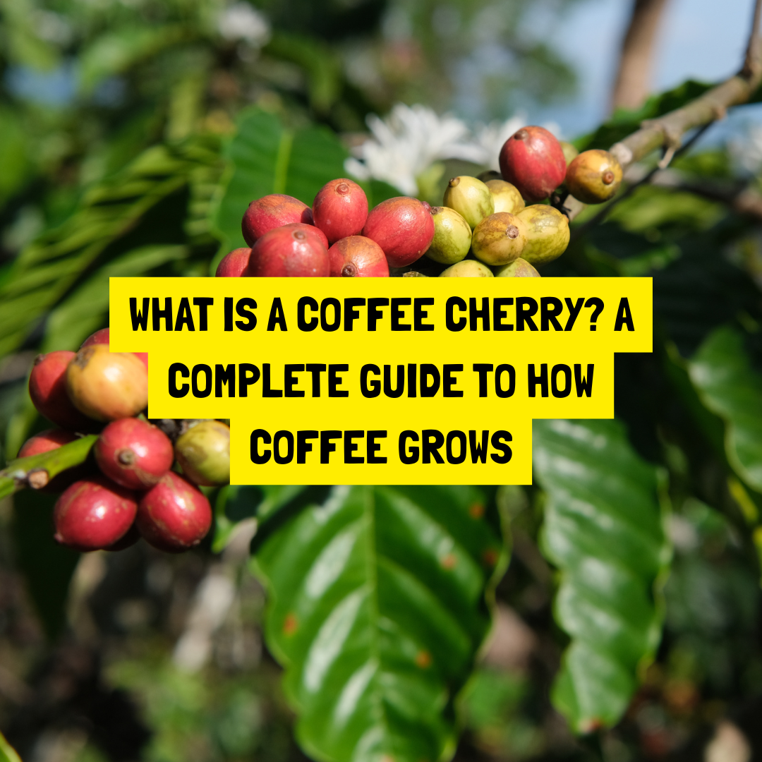 What Is a Coffee Cherry? A Complete Guide to How Coffee Grows (From Seed to Harvest)