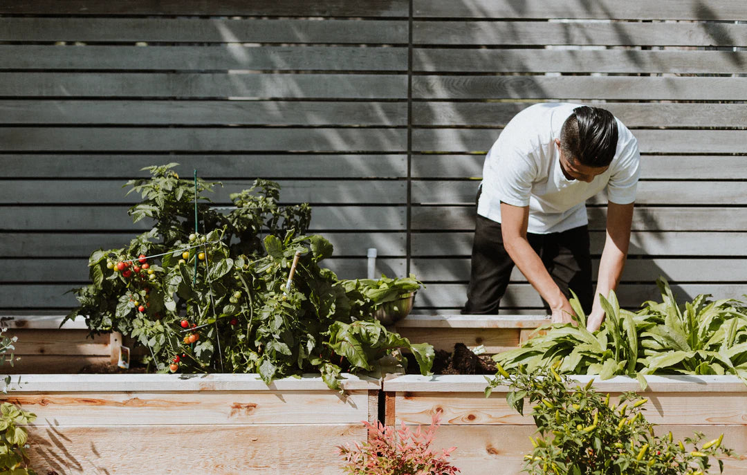 Are Coffee Grounds Good for Plants? Exploring The Benefits