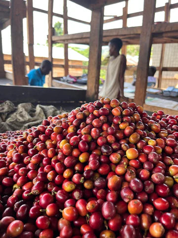 THE IMPACT OF CLIMATE CHANGE ON COFFEE PRODUCTION