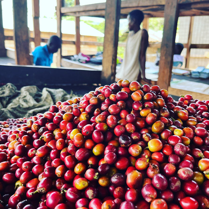 From Uganda For Uganda - Our Friendly Beans