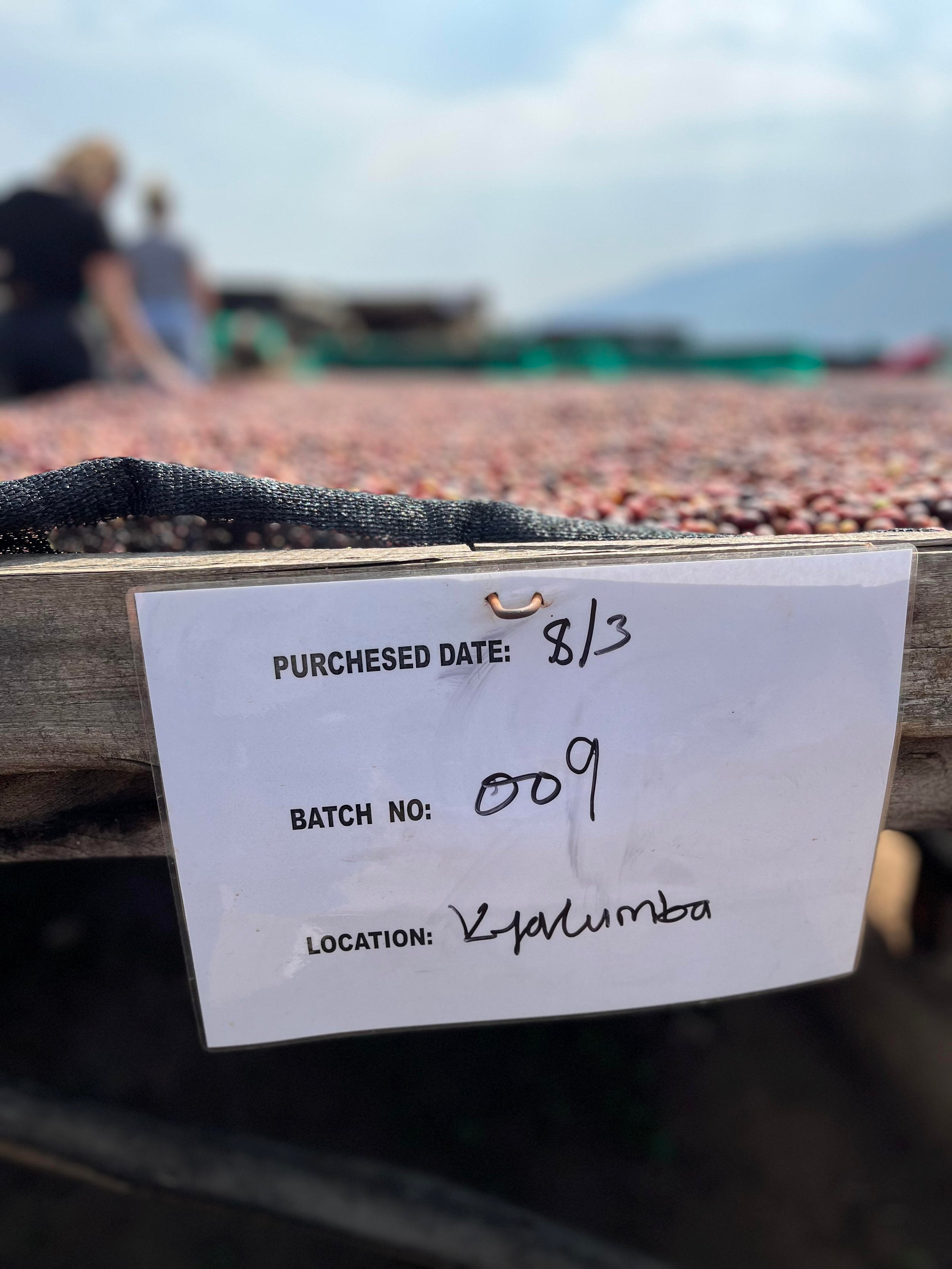 Coffee drying in Uganda